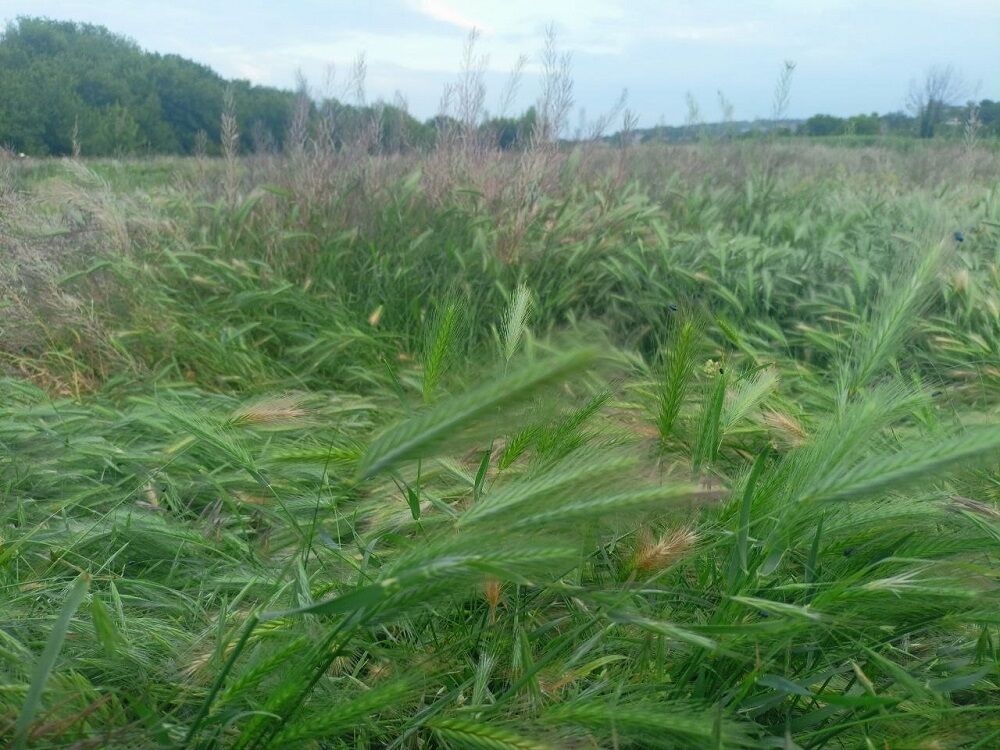 В Ростовской области у арендатора из-за нарушений изъяли 14 га сельхозземли - фото 1