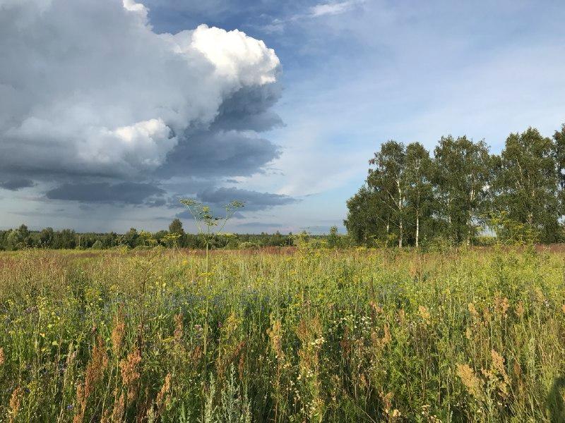 Перечень растений-«иноагентов» расширят в Нижегородской области - фото 1